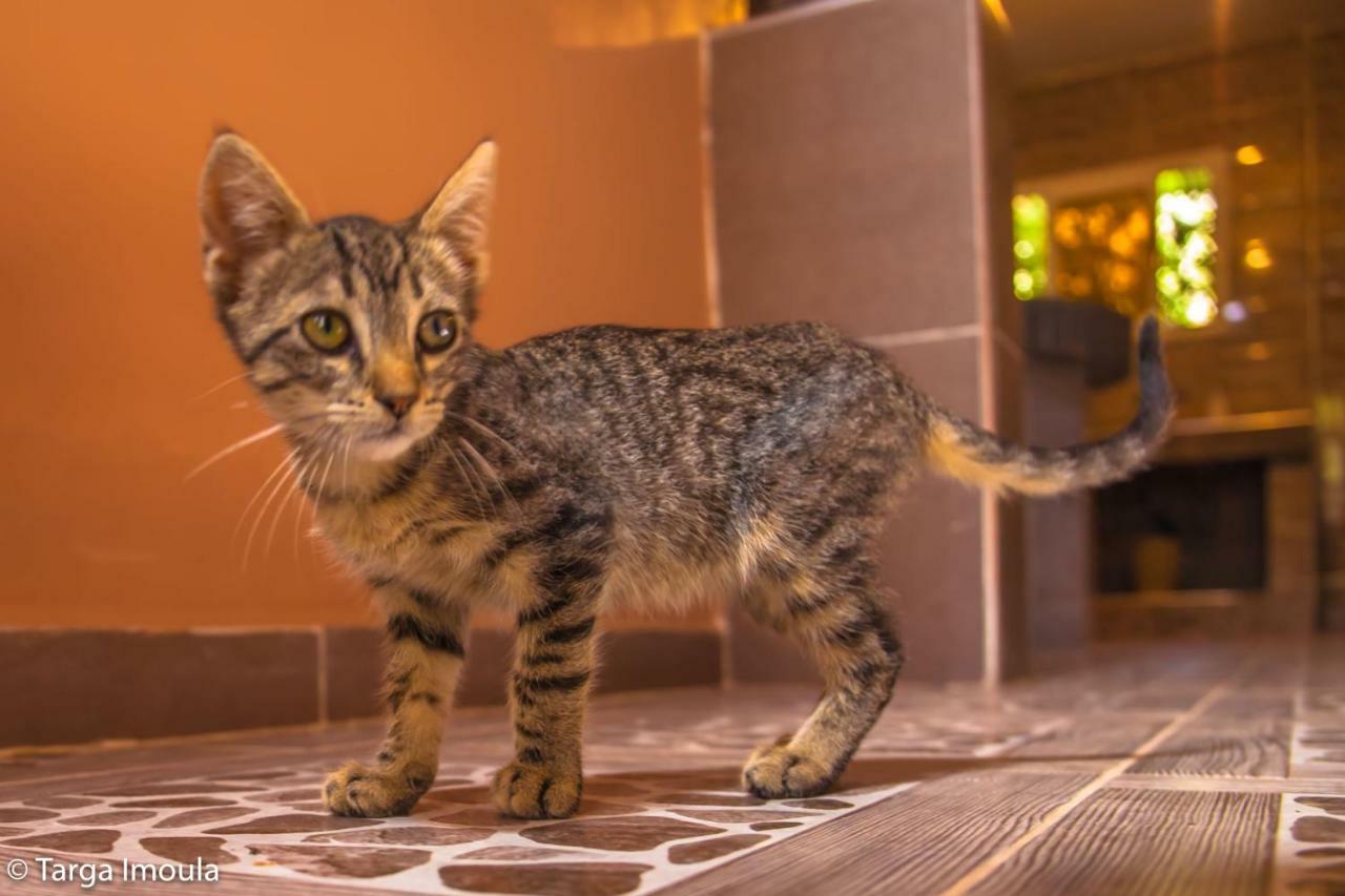 Affittacamere Targa Imoula Imlil  Esterno foto